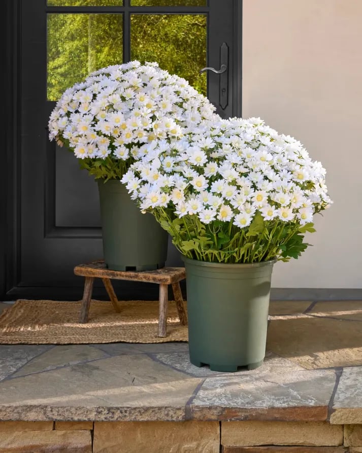 💥Sista dagen! Endast 26 SEK styck – Konstgjorda utomhusblommor "Sunset Mums" – UV-beständiga, vattentäta och vindresistenta