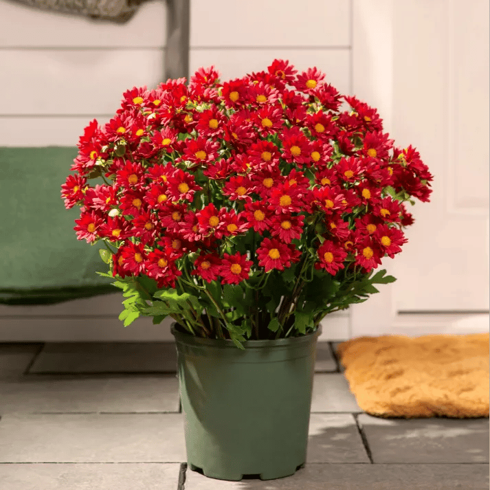 💥Sista dagen! Endast 26 SEK styck – Konstgjorda utomhusblommor "Sunset Mums" – UV-beständiga, vattentäta och vindresistenta