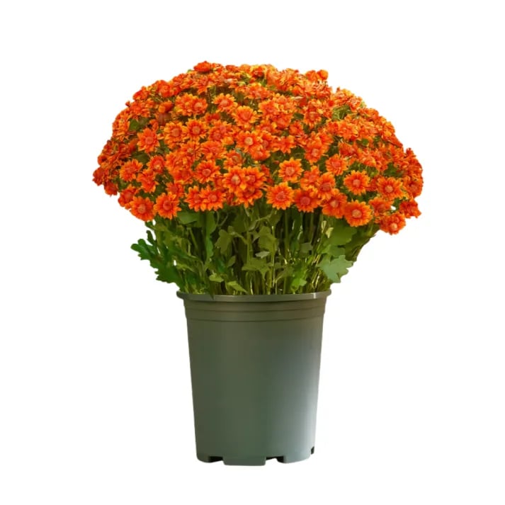 💥Sista dagen! Endast 26 SEK styck – Konstgjorda utomhusblommor "Sunset Mums" – UV-beständiga, vattentäta och vindresistenta