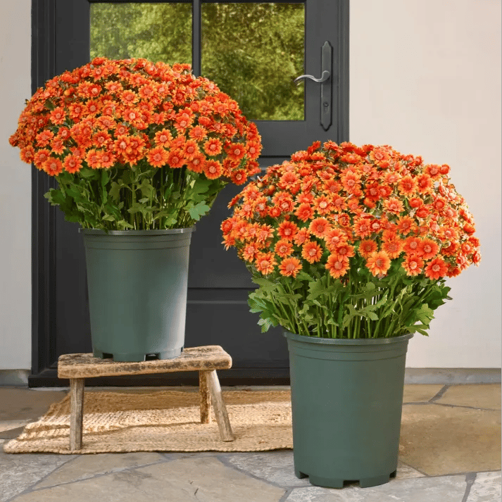 💥Sista dagen! Endast 26 SEK styck – Konstgjorda utomhusblommor "Sunset Mums" – UV-beständiga, vattentäta och vindresistenta