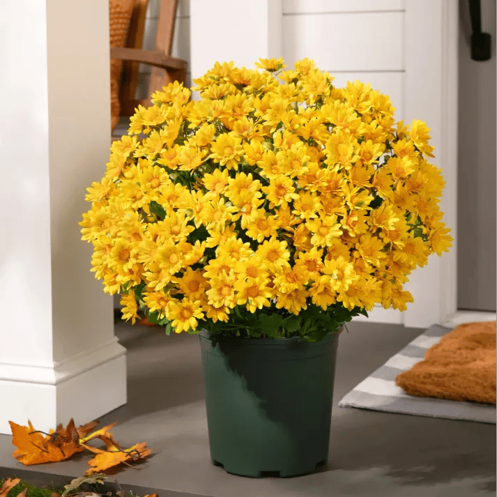 💥Sista dagen! Endast 26 SEK styck – Konstgjorda utomhusblommor "Sunset Mums" – UV-beständiga, vattentäta och vindresistenta